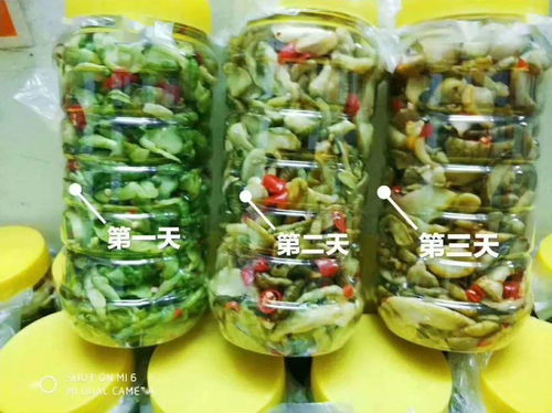 零投資高回報，攜手賀州壽城，共筑地瓜產業新篇章