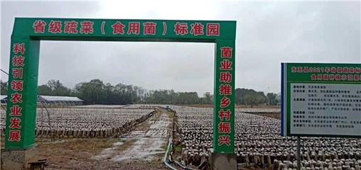 東至縣創建省級蔬菜園 深化初加工，繪就鄉村振興新藍圖